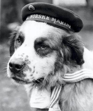 Bamse Bamse