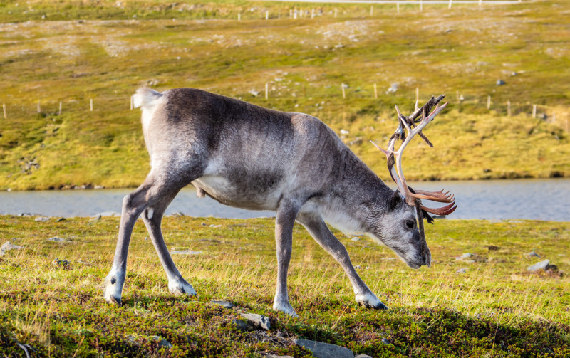Na zdjęciu: renifer wypasający się na terenie Honningsvåg (Finnmark).