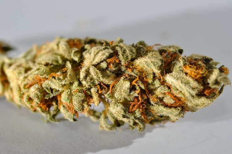 marihuana