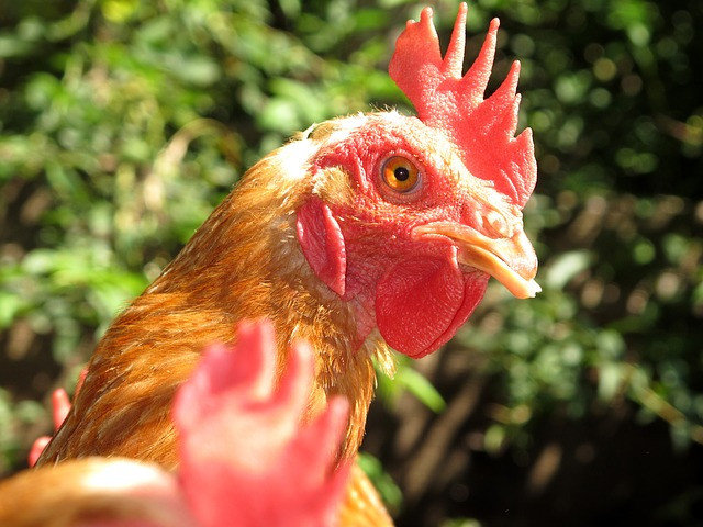 Drób to podstawa norweskiej diety mięsnej.