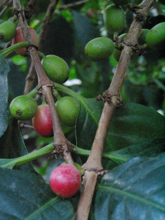 Kawa Kawa