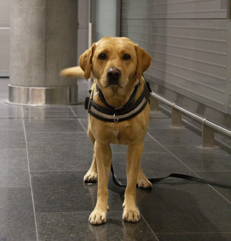 Suczka My to pies tropiący, który pomógł celnikom znaleźć przemycane narkotyki.