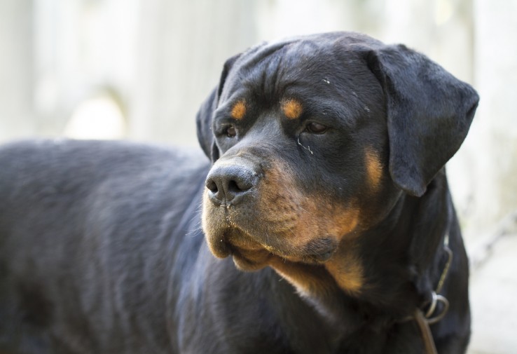Rotweiller Rotweiller