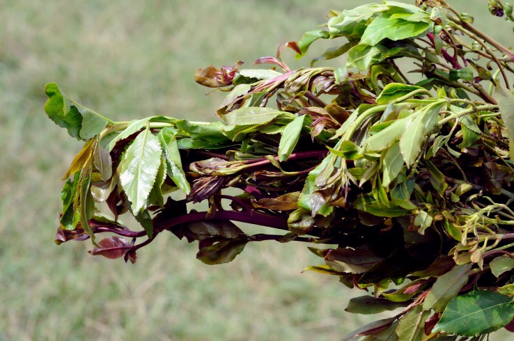 khat