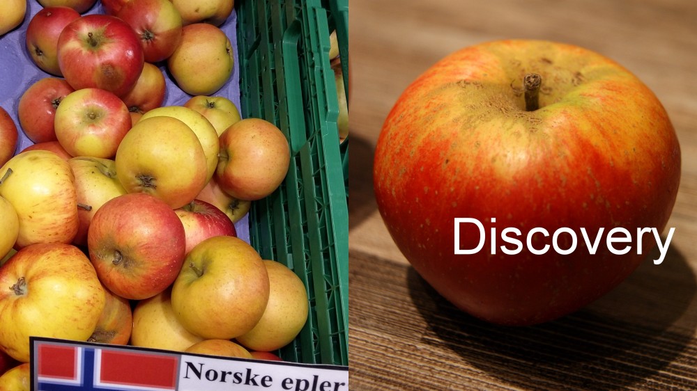 Discovery nadaje się do szybkiego zrobienia musu np. dla małego dziecka.