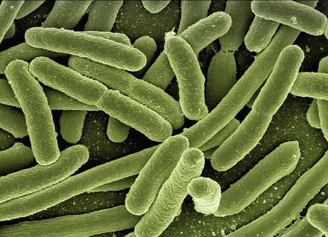 bakterie Coli bakterie Coli