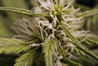 marihuana