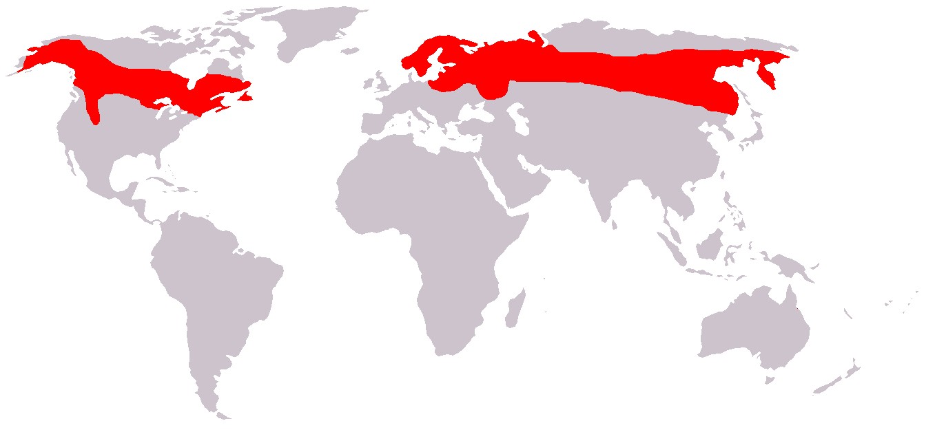 Zasięg występowania łosia