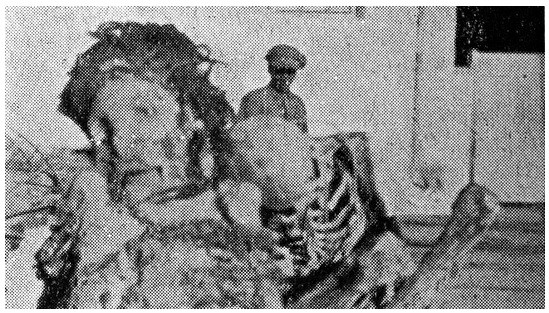 mumia