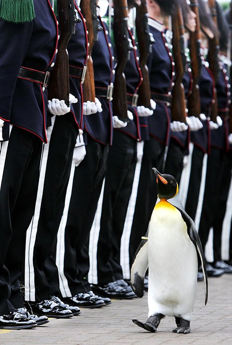 Pingwin Nils Olav podczas parady wojskowej w Edynburgu