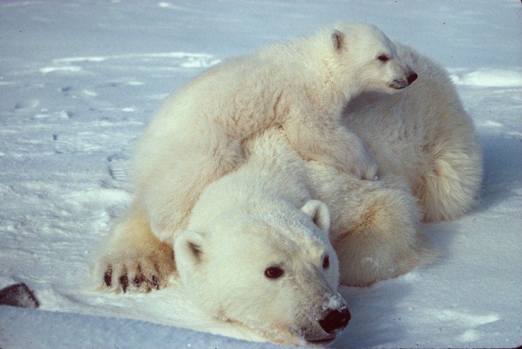 niedźwiedź polarny niedźwiedź polarny