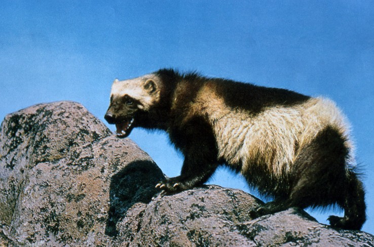 rosomak