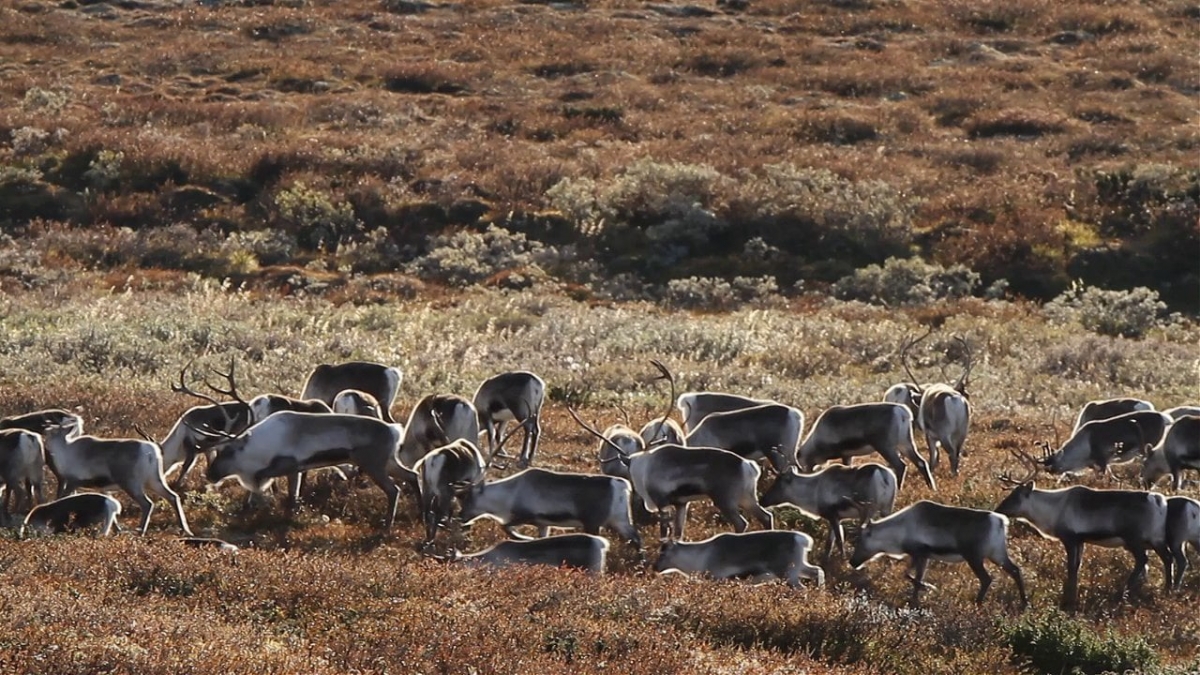 Wild mountain reindeer in Norway.