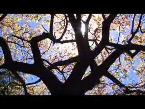 Perfect blue sky - Junkie XL with Robert Smith