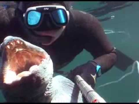 Spearfishing in Norway - Fosenstraumen wolffish !