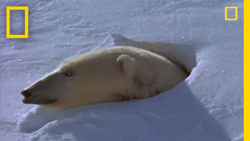 Polar Bear Mom and Cubs | National Geographic