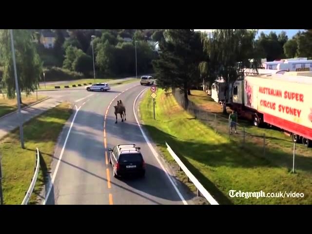Camel Escapes Circus in Norway