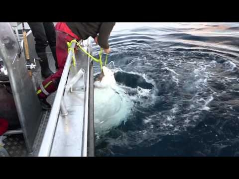 Halibut Fishing Lofoten Summer 2014 norway