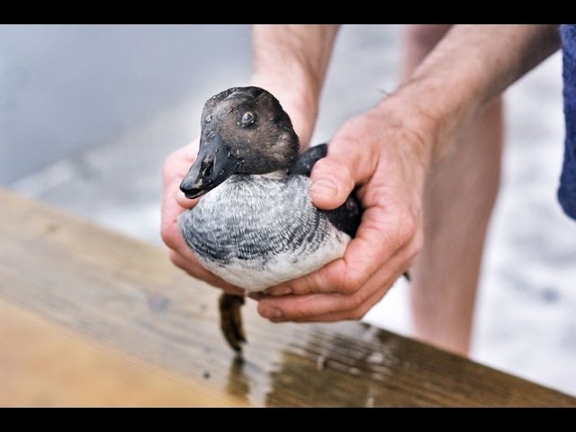 Norwegian Guy Plunges Into Frozen Lake To Rescue Drowning Duck