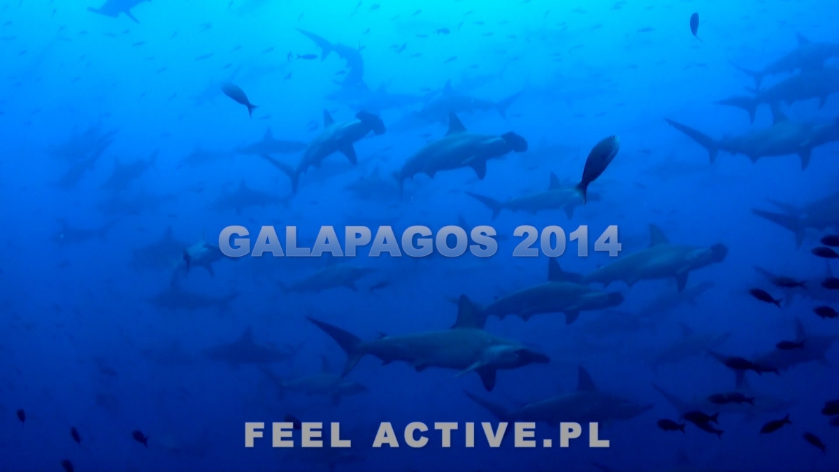 Nurkowanie Galapagos