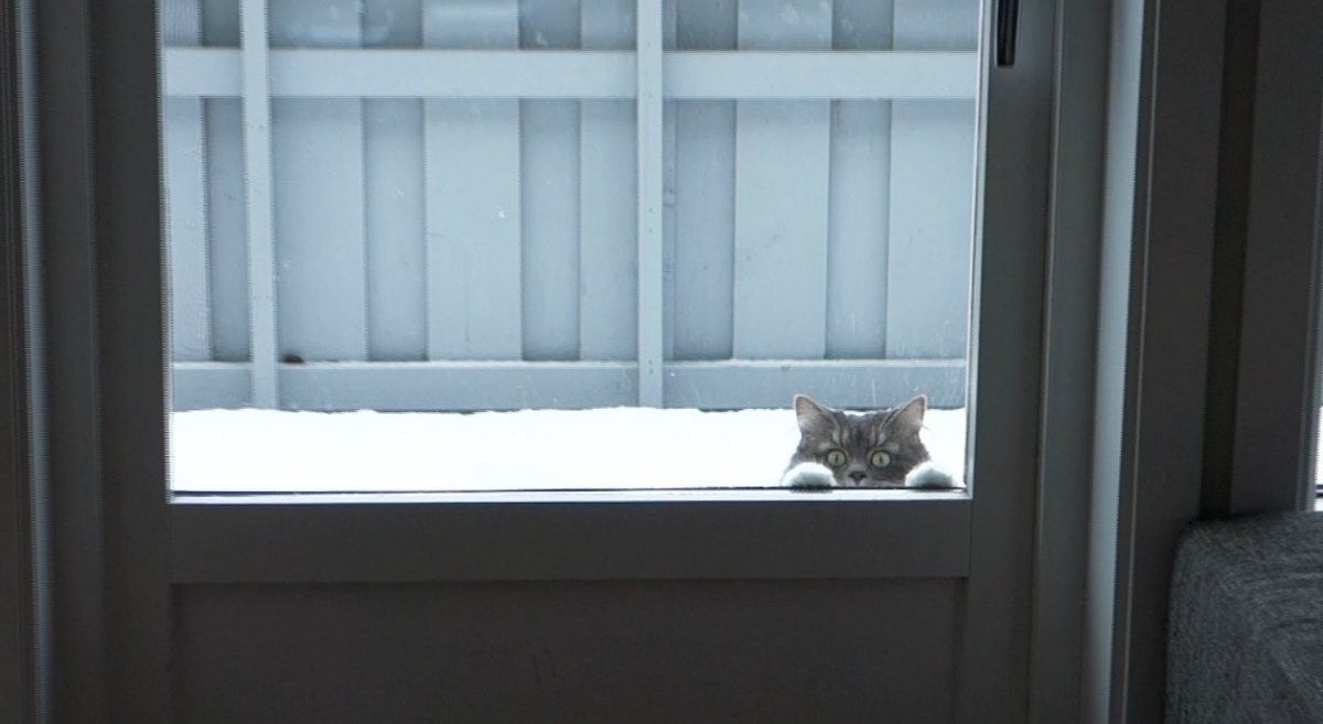 Our fluffy snow-loving creature - Nala compilation