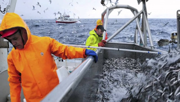 Capelin fishing in Norway
