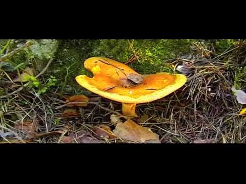 Mushrooms in the forest in Oslo, Norway