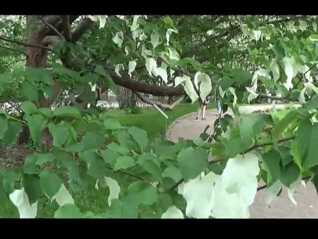 Davidia involucrata - Dawidia chińska