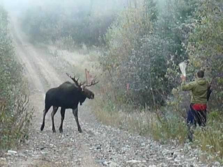 Ontario moose charges 55+ inches...2011