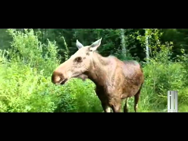 Moose Attack Norwegian Photographer Terrifying Caught On Camera