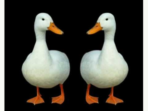 tańczące kaczki / dancing ducks / disco polo