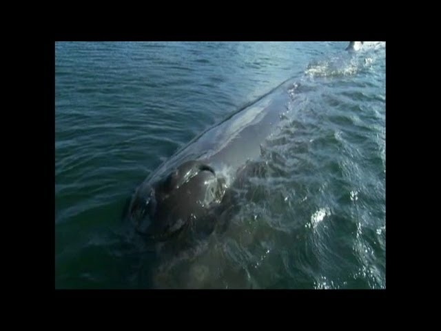 Sperm whale causes a splash in Norway