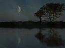 Enya - The Memory of Trees