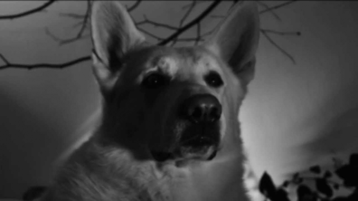 GOJIRA - L'Enfant Sauvage [OFFICIAL VIDEO]
