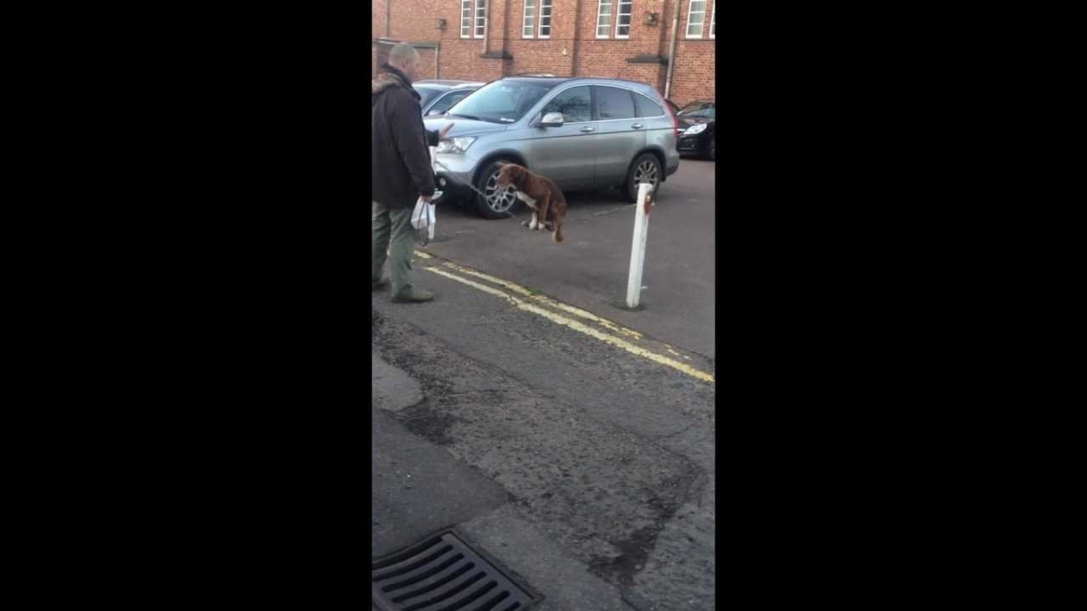 AMAZING ACROBATIC DOG