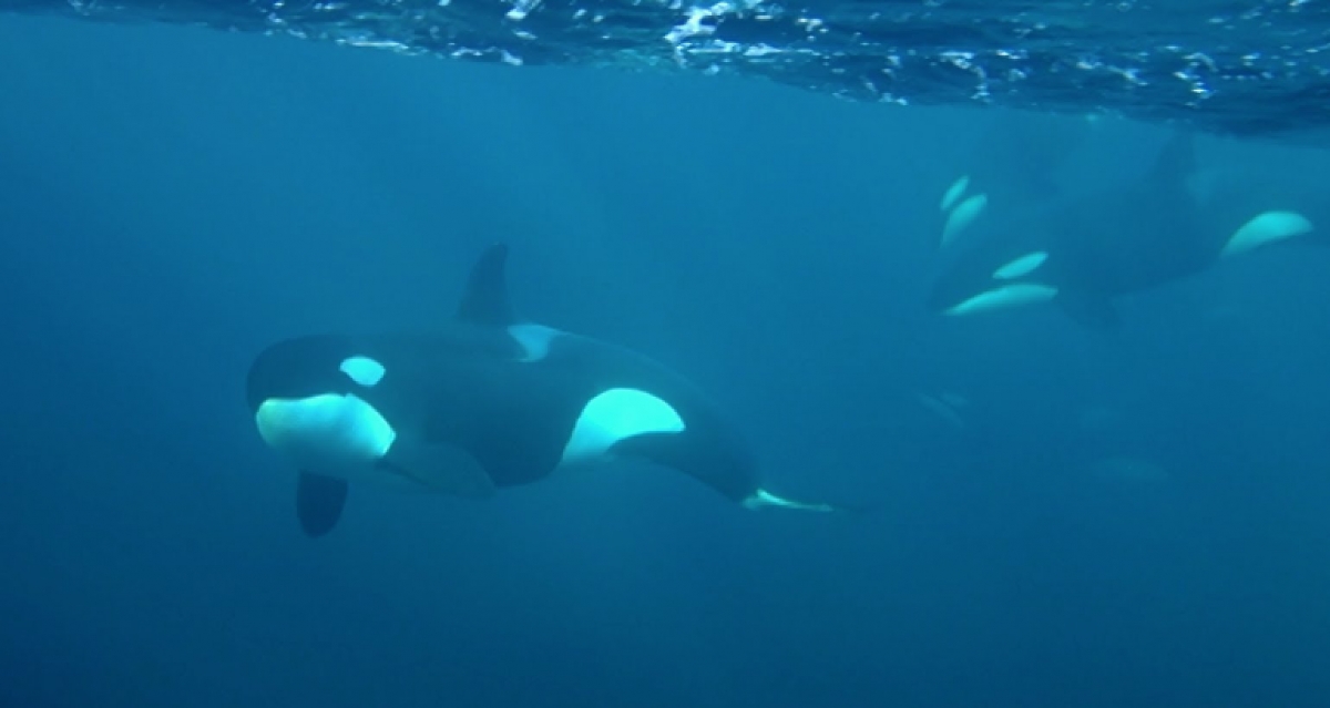 Orcas of Norway