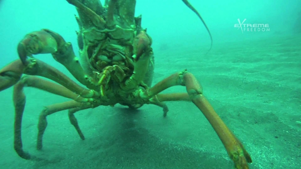 Spearfishing White Island Feb 12