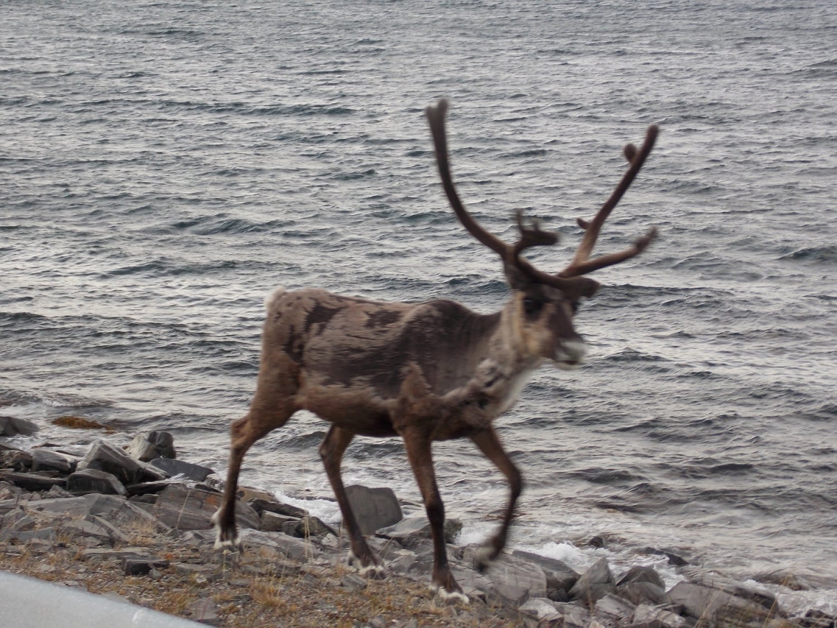 My lovely Scandinavia
