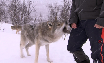 Terrifying Wolf Bites Steve - Deadly 60 - Series 2 - BBC