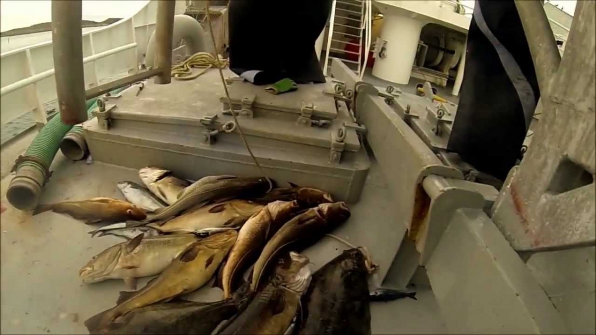 linefiske i træna/ longline fishing in Norway