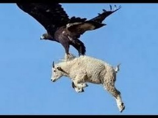 The Best of Eagle Attacks Caught on Video | Most Amazing Wild Animal Fights |