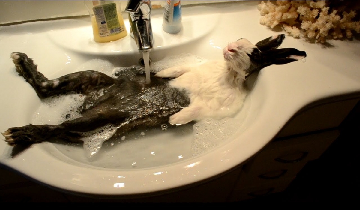 Bunny takes a shower  [ORIGINAL VIDEO]
