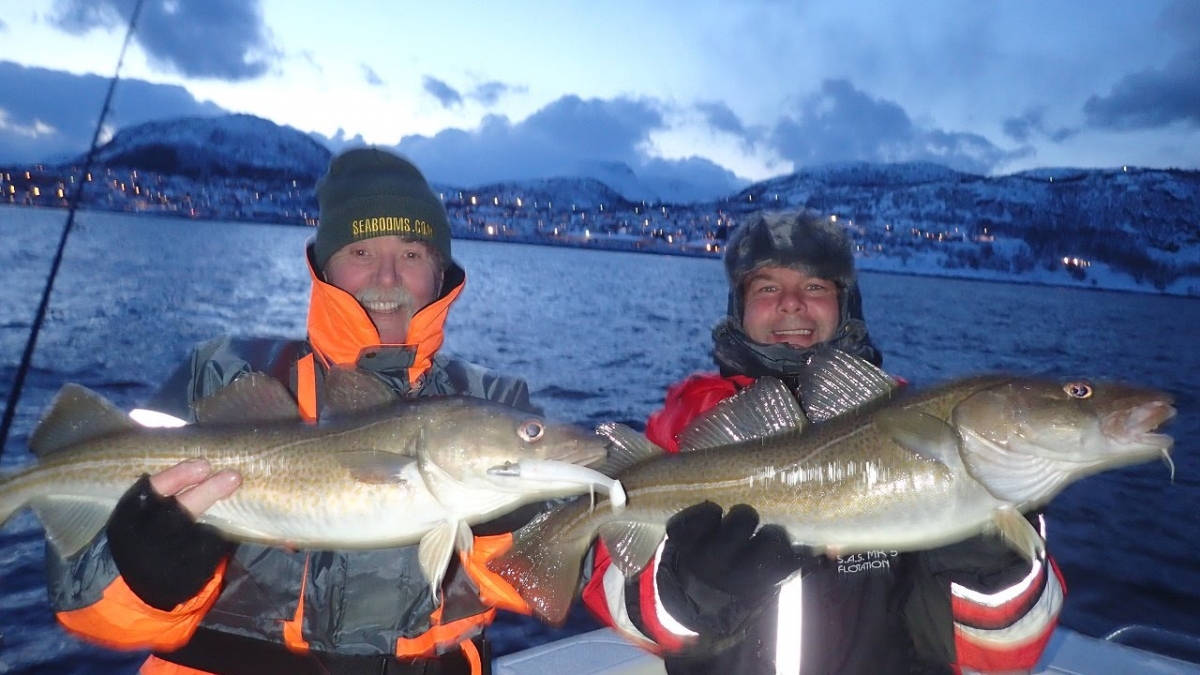 Cod and Halibut fishing at Skjervoy Norway