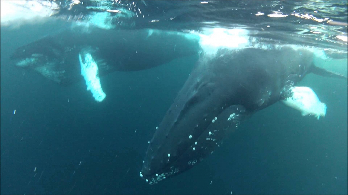 Whalesafari in northern Norway January 2013