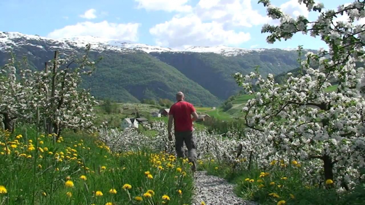 FJORDS Norway - Views from Hardanger.