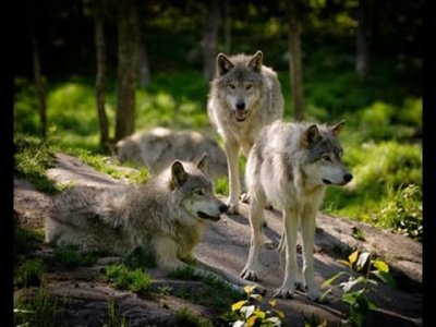 Tatrzańskie wilki rozszarpują dzika