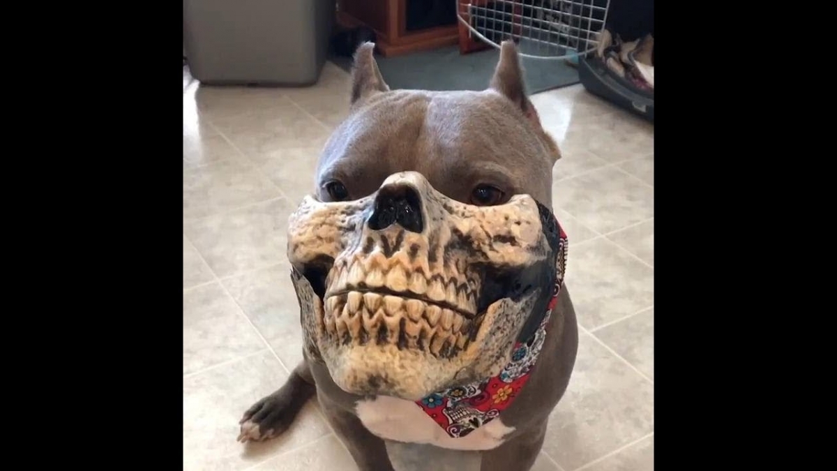 Dog with Mask