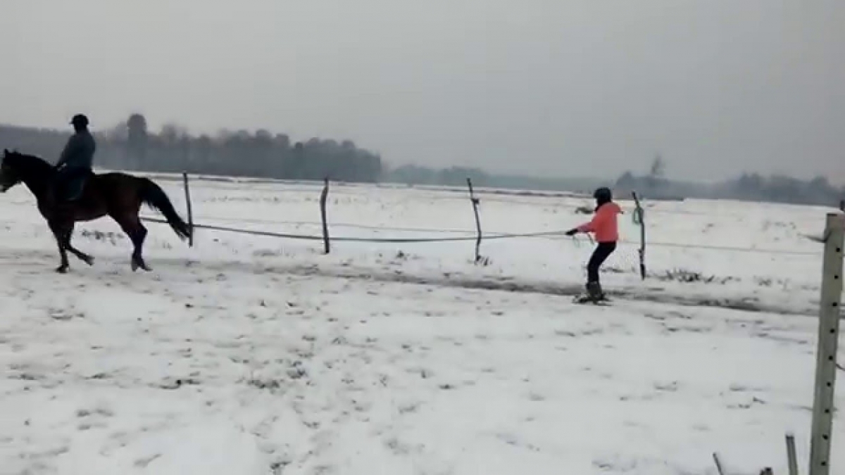 Skiring z Notą jazda na nartach za koniem