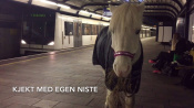 Koń w norweskim metrze (t-bane) Ikke ta hesten din med på t-banen