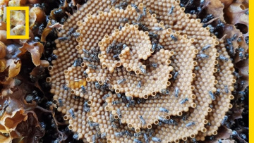 See the Unique Spiral Hives of the Australian Stingless Bee | National Geographic